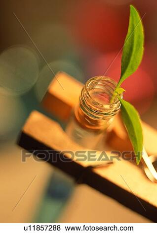 Stock Photo - Close-Up, Focus On Foreground, Fresh, Glass, Green. Fotosearch
