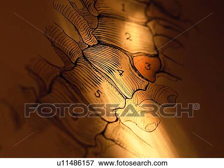 Full Frame, Medical Research, Human Anatomy, Spinal Column, Spine View Large Photo Image Stock Photo - Full Frame, Medical Research, Human Anatomy, Spinal Column, Spine. Fotosearch