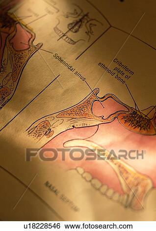 Human Anatomy, Indoor, Full Frame, Light, Human Jaw, Medical Research, Biology View Large Photo Image Stock Photograph - Human Anatomy, Indoor, Full Frame, Light, Human Jaw, Medical Research, Biology. Fotosearch
