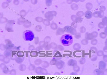 Stock Image - Science And Technology, Indoor, Full Frame, Cluster, Medical Research, Extreme Close-Up. Fotosearch