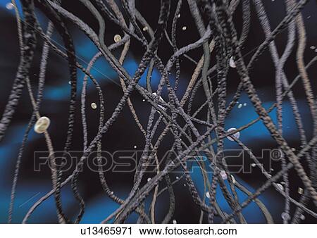 close-up, health, healthcare View Large Photo Image Stock Image - close-up, health, healthcare. Fotosearch