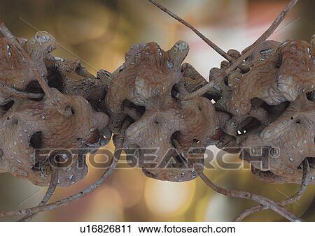 Stock Image - close-up, health, healthcare. Fotosearch