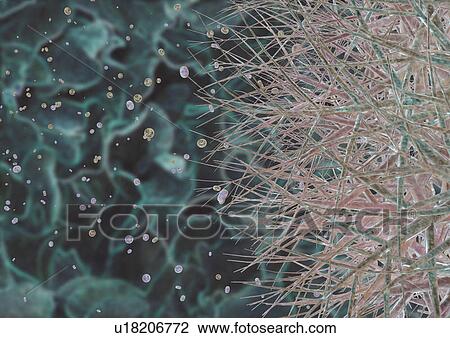 Stock Image - close-up, health, healthcare. Fotosearch