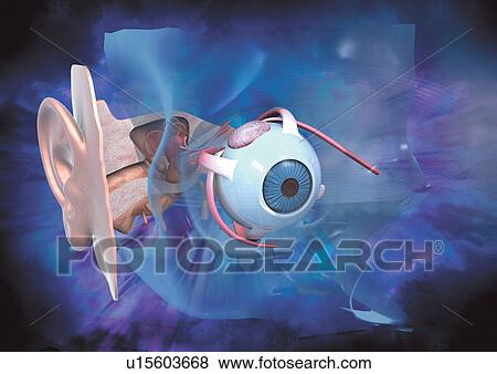 close-up, health, healthcare View Large Photo Image Stock Photo - close-up, health, healthcare. Fotosearch