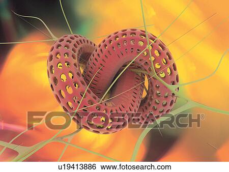 Stock Photograph - close-up, health, healthcare. Fotosearch