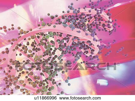 DNA helix View Large Photo Image Stock Photograph - DNA helix . Fotosearch