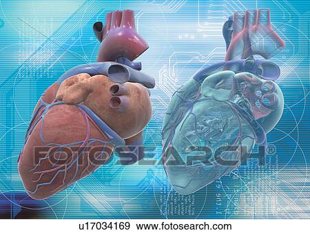 Stock Photo - health, muscle, lab, medical, minute, atomic. Fotosearch