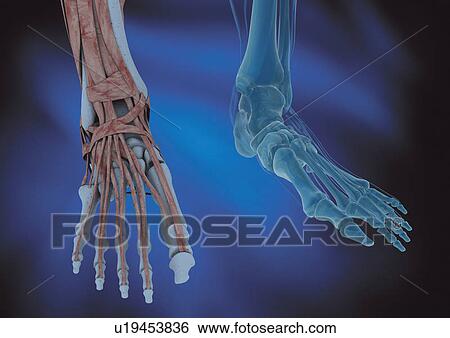 Stock Photograph - healthcare, laboratory, close-up, scientific, traits. Fotosearch