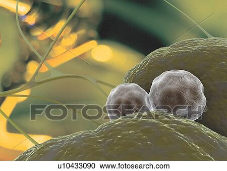 Stock Image - microbiology, biotechnology, scientific, indoor, magnified, biological science. Fotosearch