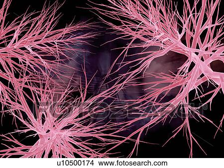 Axon, Computer Graphic, Close-Up, Biotech, Atom View Large Photo Image Picture - Axon, Computer Graphic, Close-Up, Biotech, Atom. Fotosearch