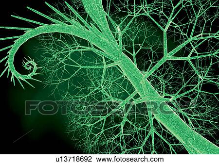 Stock Image - Close-Up, Unicellular Planktonic Organism, Microbiology, Micro-Biotech, Biotech, Atom. Fotosearch