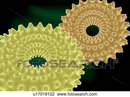 Stock Image - Representation of cell structures. Fotosearch