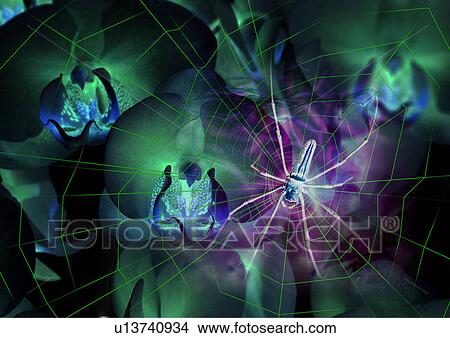 Picture - Close-up of a spider superimposed on a web pattern. Fotosearch