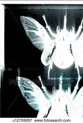 Close-up of insects superimposed on a black background View Large Photo Image Stock Photo - Close-up of insects superimposed on a black background. Fotosearch