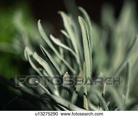 a Lavender, High Angle View, Differential Focus View Large Photo Image Stock Image - a Lavender, High Angle View, Differential Focus. Fotosearch