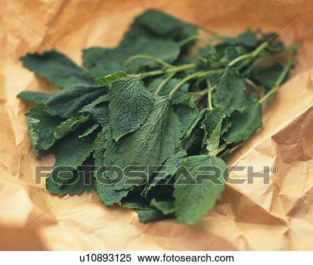 a Lemon Balm Lying on Some Paper, Differential Focus View Large Photo Image Stock Photography - a Lemon Balm Lying on Some Paper, Differential Focus. Fotosearch