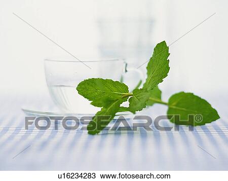 a Lemon Balm, Next to a Transparent Cup Made of Glass, Front View, Differential Focus View Large Photo Image Stock Image - a Lemon Balm, Next to a Transparent Cup Made of Glass, Front View, Differential Focus. Fotosearch