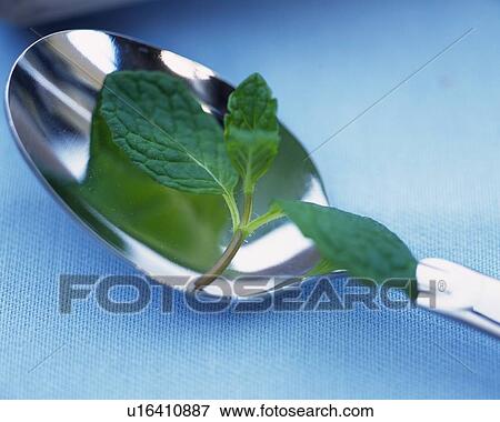 Stock Photo -  a Little Bit of Spearmint on a Silvern Spoon, High Angle View, Differential Focus. Fotosearch