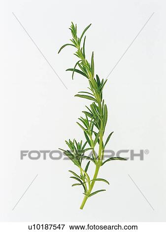 a Little Shrub of Rosemary On a White Surface, High Angle View View Large Photo Image Stock Photo - a Little Shrub of Rosemary On a White Surface, High Angle View. Fotosearch