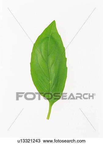 a Single Basil Leaf on a White Surface, High Angle View View Large Photo Image Stock Image - a Single Basil Leaf on a White Surface, High Angle View. Fotosearch