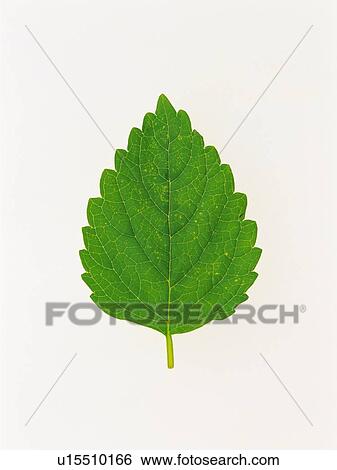 a Single Lemon Balm Leaf, High Angle View View Large Photo Image Stock Photograph - a Single Lemon Balm Leaf, High Angle View. Fotosearch