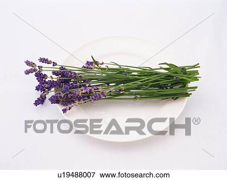 a Small Shrub of English Lavender Lying on a White Plate, High Angle View View Large Photo Image Stock Photo - a Small Shrub of English Lavender Lying on a White Plate, High Angle View. Fotosearch
