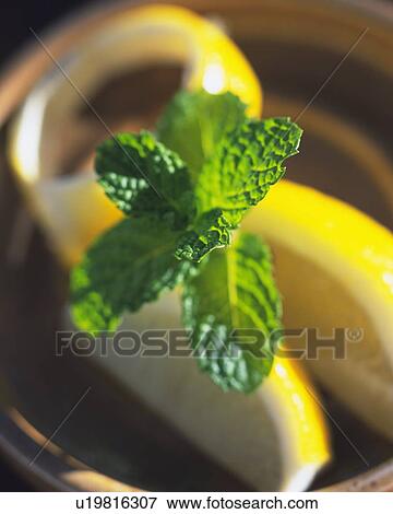 a Spearmint Among Some Slices of Lemon, High Angle View, Differential Focus View Large Photo Image Stock Photo - a Spearmint Among Some Slices of Lemon, High Angle View, Differential Focus. Fotosearch