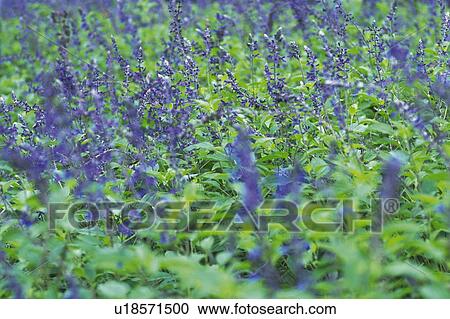 Stock Image -  an English Lavender Field, Spread Across the Surface, Front View, Differential Focus. Fotosearch
