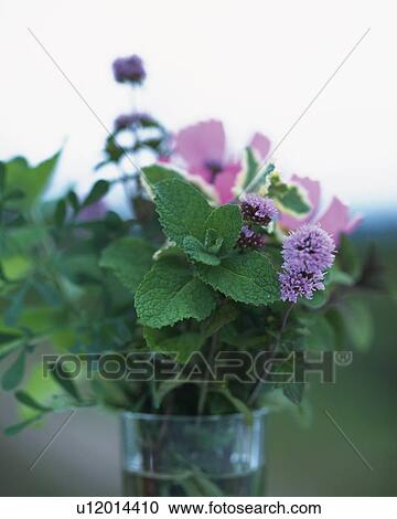Apple Mint in a Vase, Front View, Differential Focus View Large Photo Image Stock Image - Apple Mint in a Vase, Front View, Differential Focus. Fotosearch