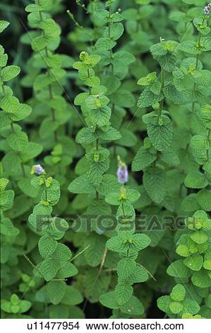 Picture - Apple Mint, Spreading Across the Surface, High Angle View . Fotosearch