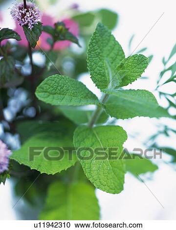 Stock Image - Apple Mint, Surrounded By Flowers, High Angle View, Differential Focus. Fotosearch