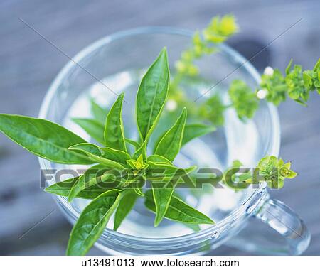 Basil Leaves In a Glass, Filled With Water, High Angle View, Differential Focus View Large Photo Image Stock Image - Basil Leaves In a Glass, Filled With Water, High Angle View, Differential Focus. Fotosearch