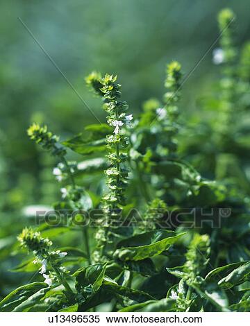 Stock Photography - Basil, Surrounded By a Green Environment, Front View, Differential Focus. Fotosearch