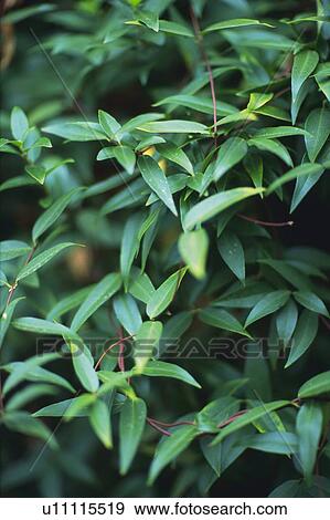 Carolina Jasmine, High Angle View View Large Photo Image Stock Photo - Carolina Jasmine, High Angle View. Fotosearch