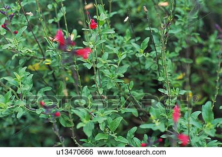 Cherry Sage, WithRed-colored Flowers, High Angle View, Differential Focus View Large Photo Image Stock Photograph - Cherry Sage, WithRed-colored Flowers, High Angle View, Differential Focus. Fotosearch