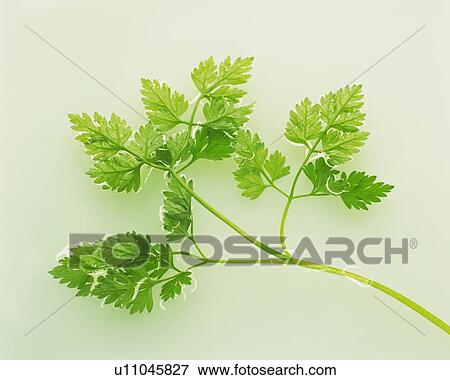Stock Photo - Chervil Floating on Water, High Angle View. Fotosearch