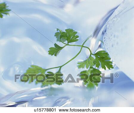 Stock Image - Chervil, Surrounded By Water, High Angle View, Differential Focus. Fotosearch