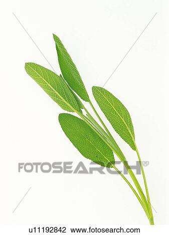 Common Sage On a White Surface, High Angle View View Large Photo Image Stock Image - Common Sage On a White Surface, High Angle View. Fotosearch