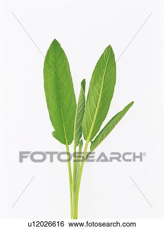 Stock Photograph - Common Sage On a White Surface, High Angle View. Fotosearch