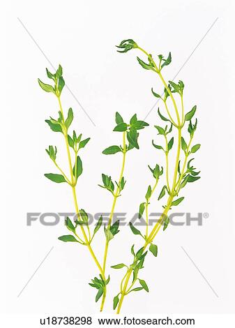 Common Sage, Placed On a White Surface, High Angle View View Large Photo Image Stock Photo - Common Sage, Placed On a White Surface, High Angle View. Fotosearch