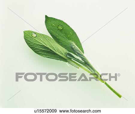 Common Sage With Water Drops, Lying on a White Surface, High Angle View View Large Photo Image Stock Photo - Common Sage With Water Drops, Lying on a White Surface, High Angle View. Fotosearch