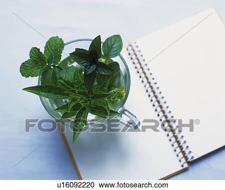 Different Kinds of Herbs in a Cup, Standing on a Notebook, High Angle View View Large Photo Image Stock Image - Different Kinds of Herbs in a Cup, Standing on a Notebook, High Angle View. Fotosearch