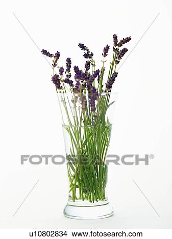 Picture - English Lavender in the Vase, Front View. Fotosearch