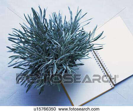 Stock Image - English Lavender on a Notebook, High Angle View. Fotosearch