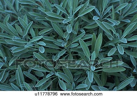 Garden Sage Spreading Across the Surface, High Angle View View Large Photo Image Stock Photograph - Garden Sage Spreading Across the Surface, High Angle View. Fotosearch