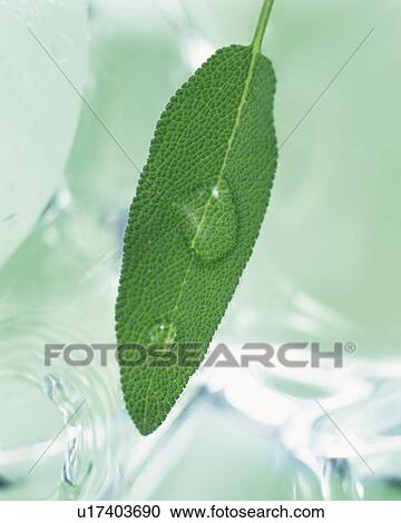 Stock Image - Garden Sage WithWater Drops, High Angle View . Fotosearch