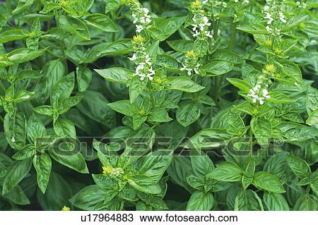 Stock Image - Genoa Basil, Spreading Across the Surface, High Angle View. Fotosearch