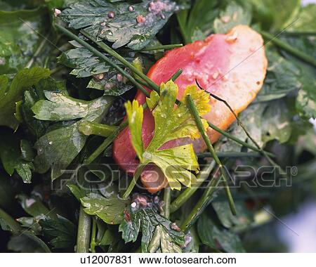 Italian Parsley, Marinated, High Angle View View Large Photo Image Stock Image - Italian Parsley, Marinated, High Angle View. Fotosearch