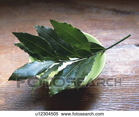 Laurel On a Small Bowl, High Angle View View Large Photo Image Stock Photography - Laurel On a Small Bowl, High Angle View. Fotosearch
