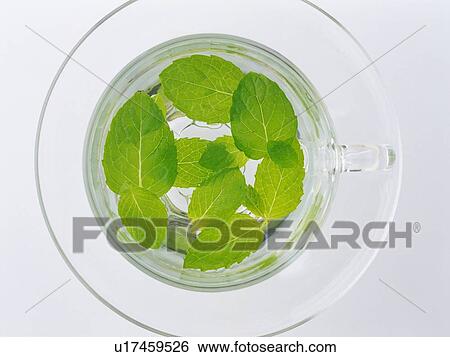 Lemon Balm in a Glass Cup Filled With Water, High Angle View View Large Photo Image Stock Photograph - Lemon Balm in a Glass Cup Filled With Water, High Angle View. Fotosearch